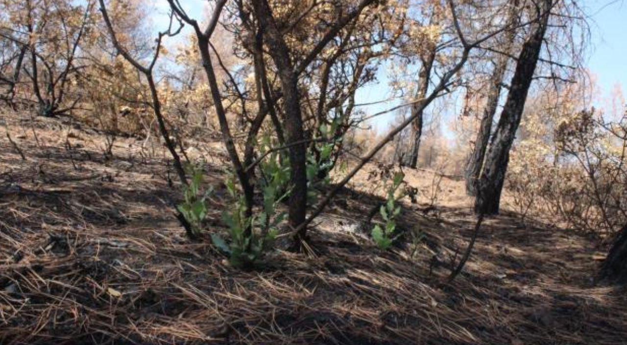 Orman yangınında yanan ağaçların kökleri filizlenmeye başladı